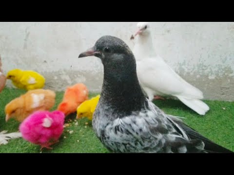 Small Cute Chicken Chicks - Adorable Pigeon - Wonderful Chicks - Cutie Hen Babys - Razi Ali Vlogs