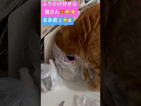 ふりかけ好きな猫さん😊 #ブリティッシュショートヘアー