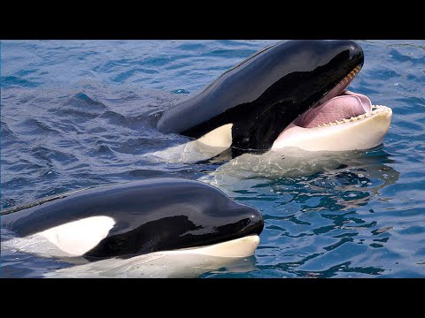 Grupos de animales: Manada de orcas - The Reading Corner