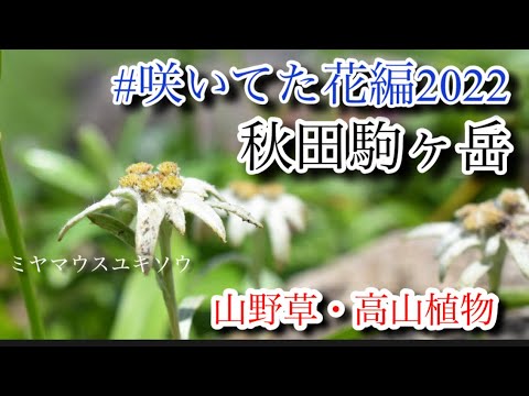 【山野草・高山植物】7月　秋田駒ヶ岳咲いてた花編　花探しの山歩き