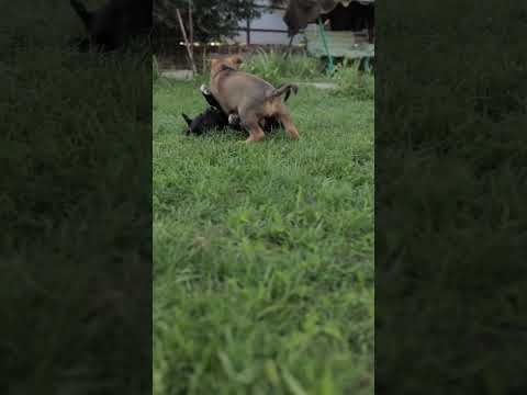 Dog fighting in garden #shorts #puppy #dog