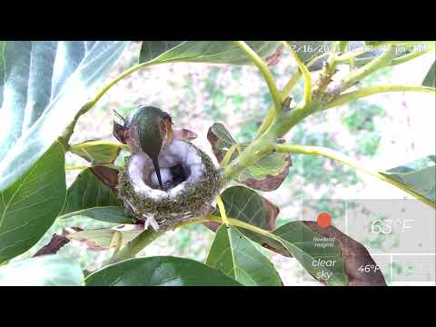 First Hummingbird Hatchling! Help Us Name the Baby Bird