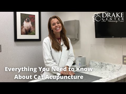 Everything You Need to Know About Cat Acupuncture