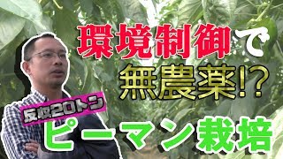 ピーマン一株で900個収穫する愛知県の農家を見てきた！天敵農薬と環境制御