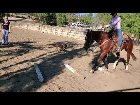 Horse Video   TR 2