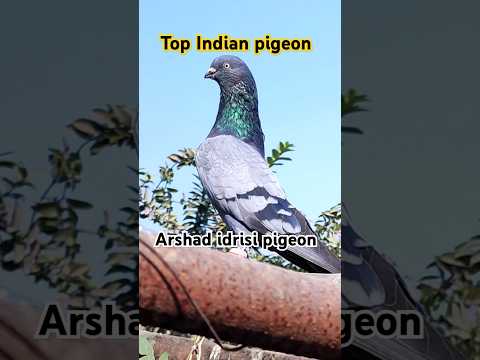 Top Pigeon Video !! #pigeonvideo #youtubeshorts #highflyingpigeons #pigeonstatus