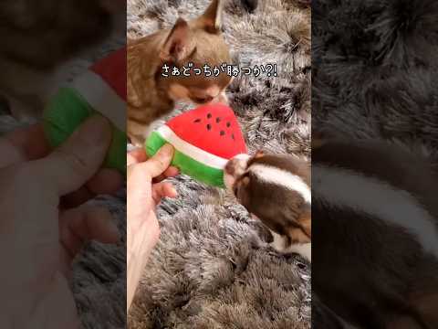 チワワ多頭飼い/お家でお遊び/オスVSメス#チワワ#ちわわ #多頭飼い #チワワ多頭飼い #dog #犬#shorts