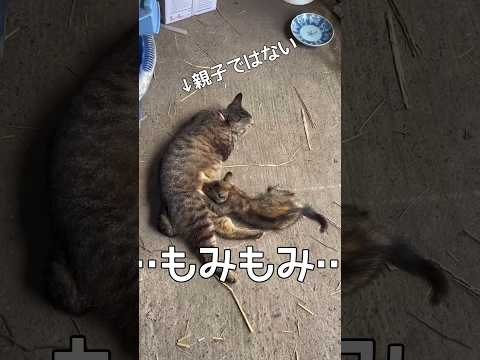 おっぱいもみもみ #保護猫 #捨て猫 #仮親 #shorts