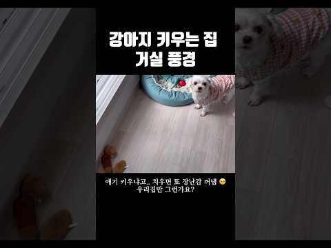 강아지 키우는 집 거실 다 이런거죠? 애기 키우는 집인가요? #강아지 #일상 #dog #shorts