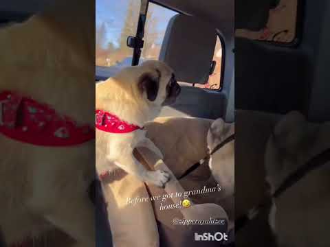 Dogs open their Christmas gifts at Grandma house