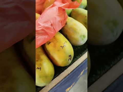 Sweet papaya #shortviral #papaya #fruits #prutas