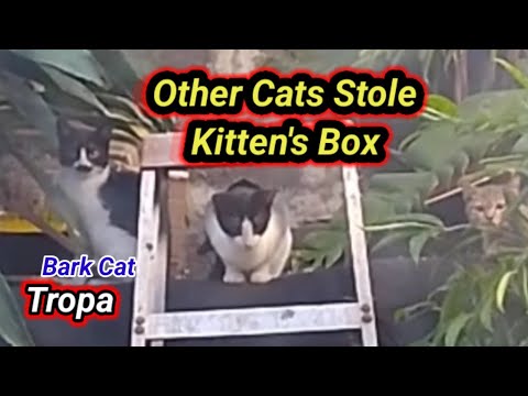 Two cats stole the box where the kitten was sleeping."