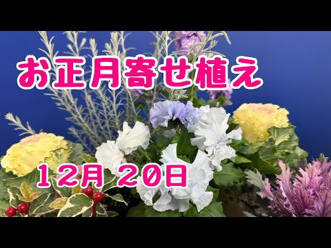 お正月寄せ植え　ギャザリング  しないで作ります