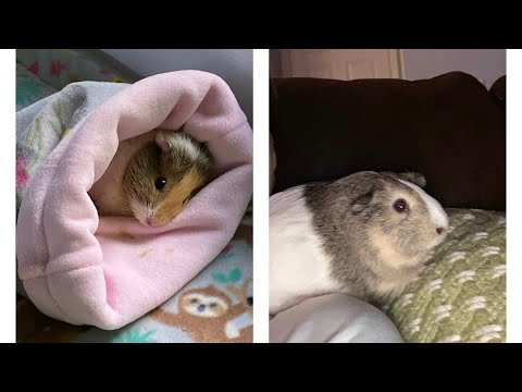 MEET MY NEW GUINEA PIGS | PEACH AND MANGO