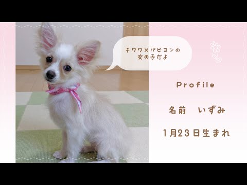 【パピヨン×チワワ】いずみちゃんの紹介ムービー