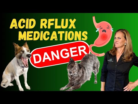 Natural Remedies for Acid Reflux in Dogs | Holistic Vet Tips