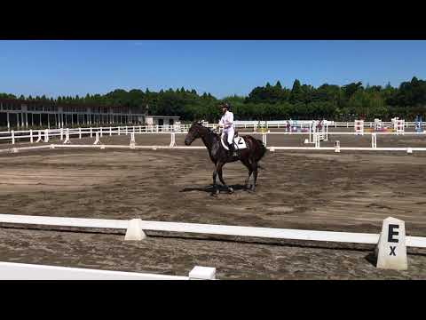 2017東医体　馬術　馬場個人　岩手医科大学　永沼　マヤノラスティー号