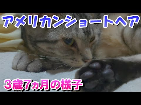 ソラさん３歳７ヵ月の様子（アメリカンショートヘア）