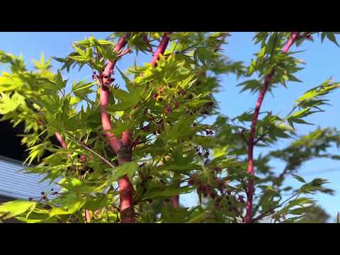 今日种水芹和移栽枸杞苗，我院子里两种美丽的枫树，红皮枫树竟然开花了