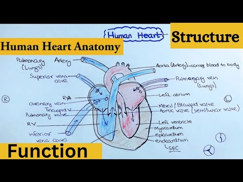 human heart Structure and Function | working off heart | #cardio #structure #function