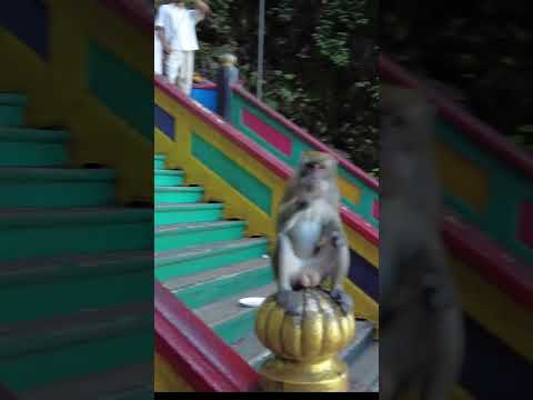 Meet the Mischievous Monkeys of Batu Caves Kuala Lumpur #shorts