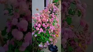 Village garden flowers video#villagegarden #homegardenflowers#shortvideo #flowers