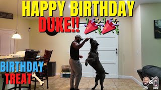 Cane Corso Gets a Birthday Treat! 🎉❤️