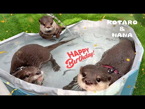 Otter’s Birthday Bash: Friends, Fun, and Live Fish Feast!