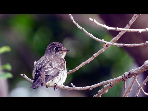 高雄市的烏鶲Muscicapa sibirica  （2024 09 27）