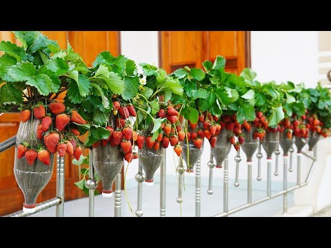 Grow Strawberries on Balcony for FREE! Easy Balcony Garden Ideas