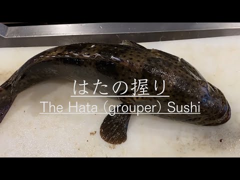 羽太（はた）のさばき方！鮨屋の仕込みから握り寿司になるまで How to make Sushi Hata