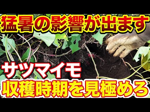 【大丈夫？】猛暑続きだった今年のサツマイモの収穫時期を見極めるのに必要な〇〇作業