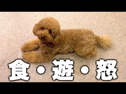 5分で分かる犬との最高の生活。