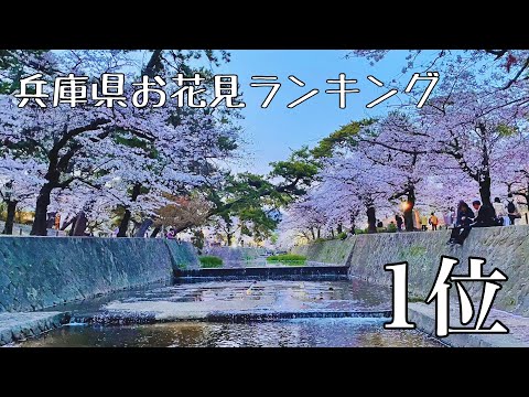 兵庫県花見スポットランキング1位！夙川河川敷緑地の桜並木を歩く🌸