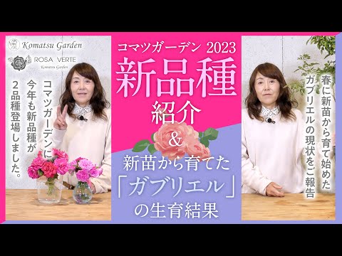 【バラの品種紹介】2023コマツガーデン新品種紹介＆新苗から育てたガブリエルの生育結果