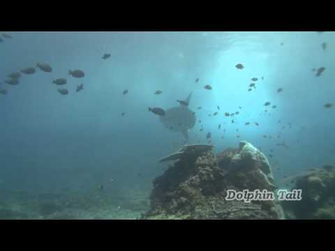 バリ島マンボウ_Bali Ocean sunfish_03