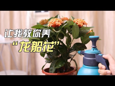 龙船花怎么养？园艺师教你，龙船花的详细养护技巧