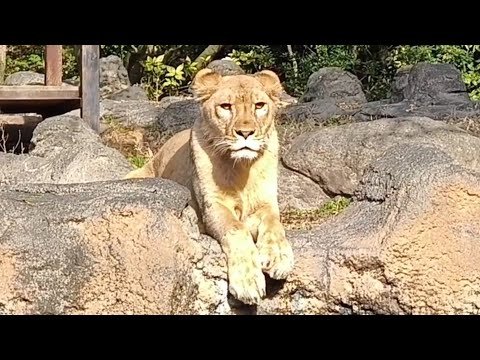 【ライオン】【愛媛県立とべ動物園】クレイ！抜群のカメラ目線！