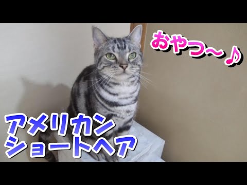 猫らしいおやつタイム。とろリッチ（アメリカンショートヘア）