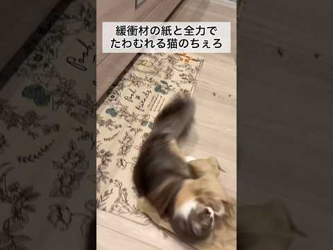 全力で紙とたわむれる猫のちぇろ #shorts #cat