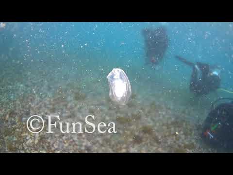 カレイかヒラメの幼魚