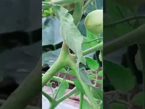 Tomato plant