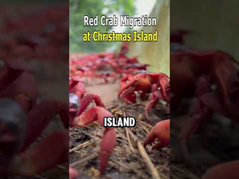 Australian Red Crab Migration