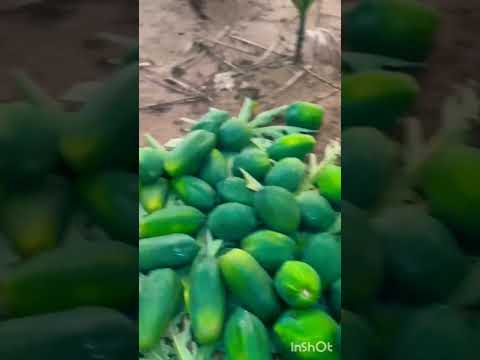 ಪಪ್ಪಾಯPapaya harvesting inour farm#papayacutting#farming#farmers#youtubeshort#viralvideo#lovemywork#