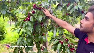 Imran Abbas Eating Cherry from Hunza | Imran Abbas | Imran Abbas Fans Official