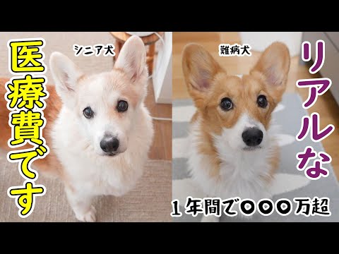 多頭飼い、1年間の医療費総額〇〇〇万円でした！