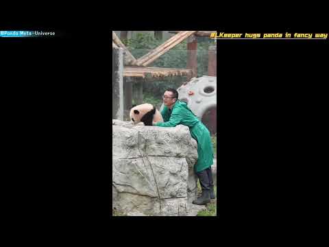 饲养员花式抱熊猫 Keeper hugs panda in fancy way #panda #cute #funny #redpanda #giantpanda