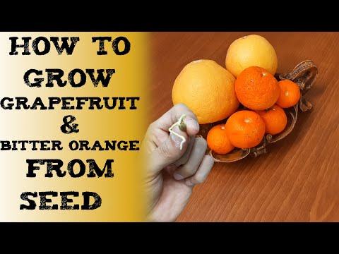 how to grow grapefruit & bitter orange from seed 如何从种子中种植葡萄柚 如何从种子中长出苦橙 बीज से चकोतरा कैसे उगाएं