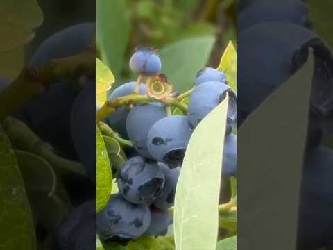 Blueberries in Washington (my back yard) #shorts #blueberries #washington