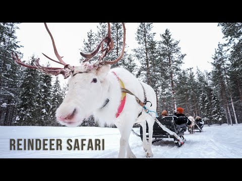 Reindeer sleigh ride in Finnish Lapland - trailer